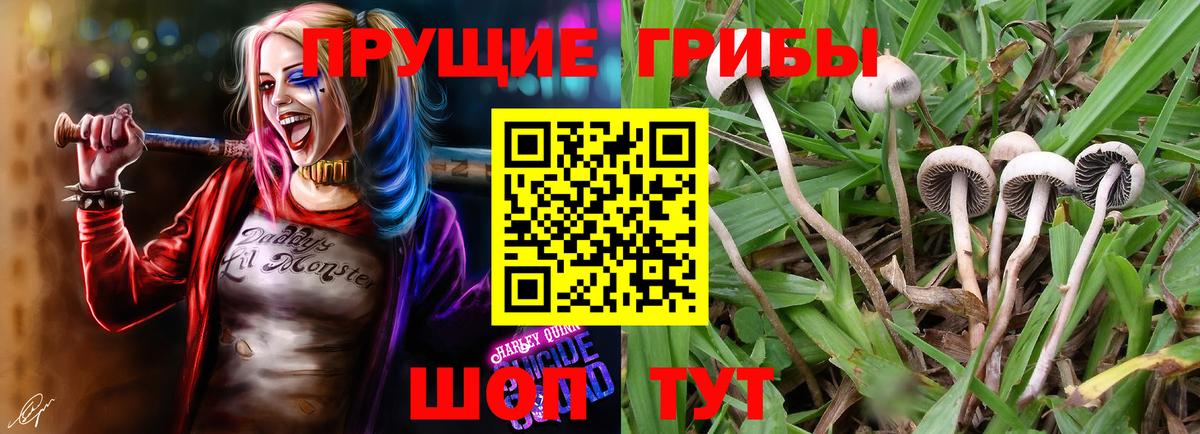 Галлюциногенные грибы Psilocybine cubensis Сухой Лог